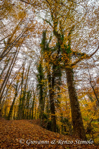 I caldi colori autunnali