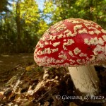 Amanita muscaria