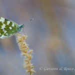 Pontia edusa