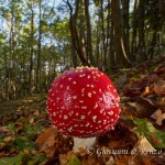 Amanita muscaria