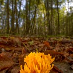 Calocera viscosa