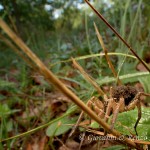 Falsa tarantola (Hogna radiata) con prole