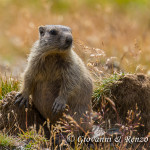 Giovane marmotta