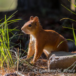 Scoiattolo rosso (Sciurus vulgaris)