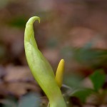 Gigaro chiaro (Arum italicum)