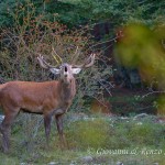 Il bramito del cervo