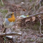 Pettirosso (Erithacus rubecula)