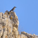 Passero solitario (Monticola solitarius)