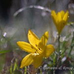 Zafferanastro giallo (Sternbergia lutea)