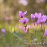 Ciclamino napoletano (Cyclamen hederifolium Aiton)