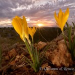 Zafferanastro giallo al tramonto