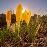 Zafferanastro giallo (Sternbergia lutea)