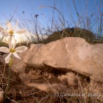 Narciso miniato (Narcissus miniatus)