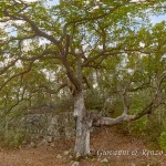 Roverella monumentale alla Foresta Mercadante