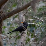 Merlo (Turdus merula)