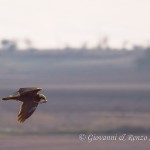 Falco di palude con preda