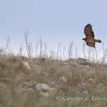 Poiana (Buteo buteo)